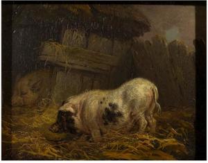James Ward - A Chinese Sow