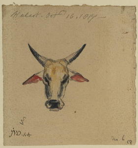 James Ward - Head of a cow