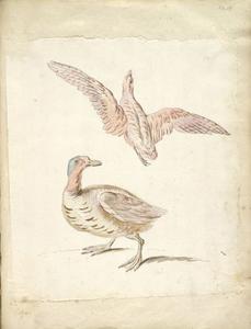 Jean-Baptiste Oudry - Standing Duck and Bird in Flight