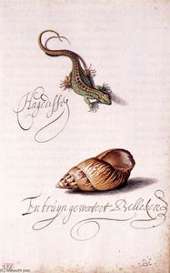 Balthasar Van Der Ast - Lizard and Shell