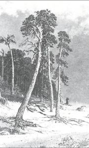 Ivan Ivanovich Shishkin - Pines