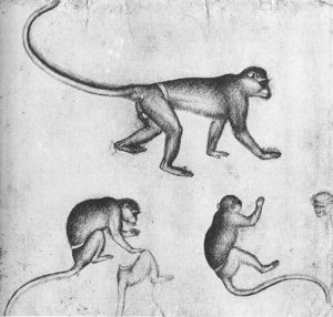 Pisanello - Apes (from The Artist S Sketchbook). Drawing. Louvre Museum, Paris