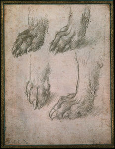 Leonardo Da Vinci - Estudio de las patas de un lobo