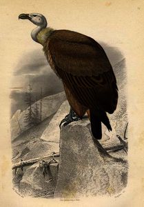 Edouard Travies - The fawn vulture