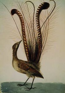 John William Lewin - Lyrebird of Australia, c.1810