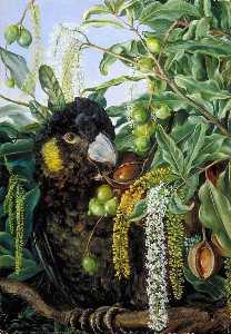 Marianne North - Foliage, Flowers and Fruit of a Queensland Tree, and Black Cockatoo