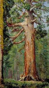 Marianne North - The -Great Grisly- Big Tree of the Mariposa Grove