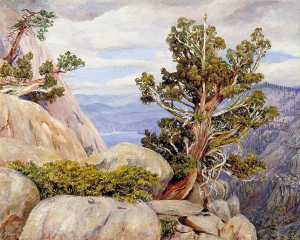 Marianne North - Old Cypress or Juniper Tree, Nevada Mountains, California