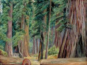 Marianne North - Under the Redwood Trees at Goerneville, California