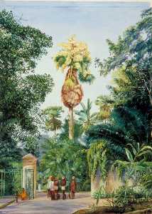 Marianne North - Talipot Palm near the Botanic Garden, Peradeniya, Ceylon