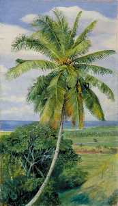 Marianne North - Study of Cocoanut Palm
