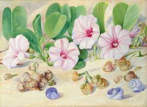 Marianne North - A Common Plant on Sandy Sea Shores in the Tropics