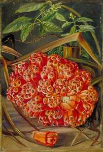 Marianne North - Ripe Fruit of a Screw Pine and a Sprig of Sandal Wood