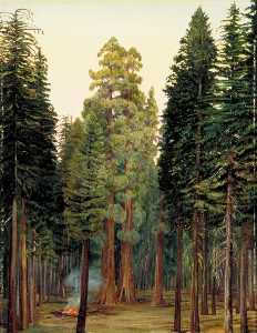 Marianne North - Looking into the Calaveras Grove of Big Trees, California