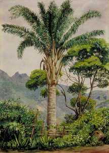 Marianne North - Oil Palm at Tijuca, Brazil