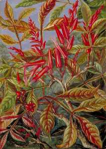 Marianne North - Bitter Wood in Flower and Fruit, Painted at Sarawak, Borneo
