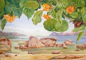 Marianne North - Foliage, Flowers and Fruit of a Common Tree of the Sea Shore, Praslin