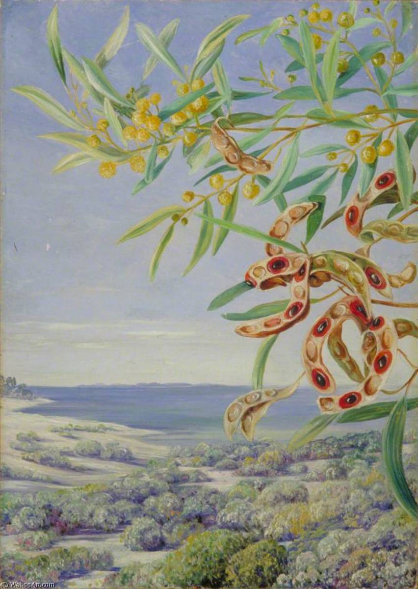  Artwork Replica Various Species of Acacia and Other Shrubs, Good for Binding the Sandy Shore at Fremantle, West Australia, 1880 by Marianne North (1830-1890, United Kingdom) | ArtsDot.com