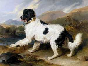 Edwin Henry Landseer - 'Lion', a Newfoundland Dog