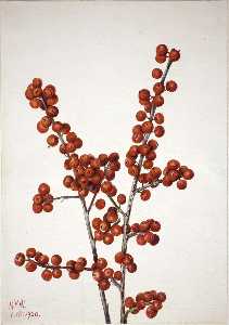 Mary Morris Vaux Walcott - Winterberry (Ilex verticillata)
