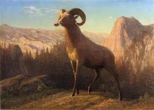 Albert Bierstadt - A Rocky Mountain Sheep, Ovis, Montana