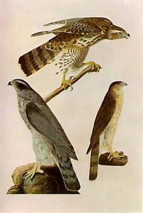 John James Audubon - Accipiter cooperi