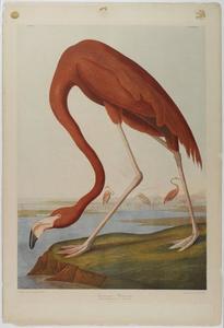 John James Audubon - American Flamingo