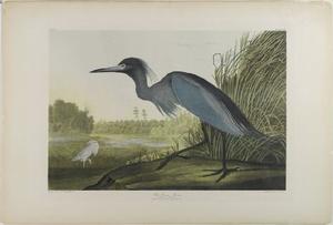 John James Audubon - Blue Crane or Heron