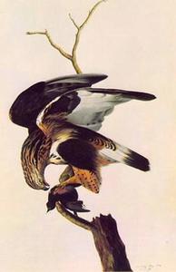 John James Audubon - Buteo lagopus