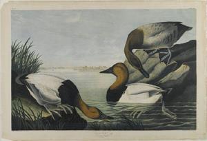 John James Audubon - Canvas-backed Duck