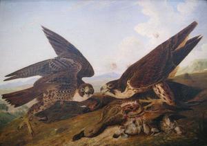 John James Audubon - Duck Hawks
