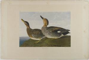  Museum Art Reproductions Gadwall Duck by John James Audubon (1785-1851, Haiti) | WahooArt.com