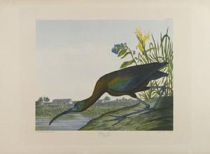 John James Audubon - Glossy Ibis