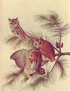 John James Audubon - Megascops asio