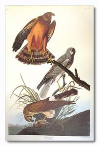 John James Audubon - Northern Harrier