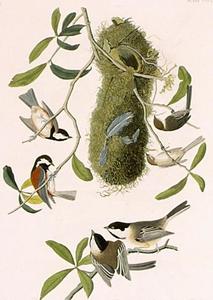 John James Audubon - Paridae