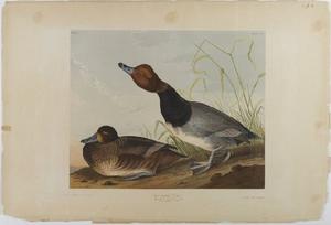 John James Audubon - Red-headed Duck