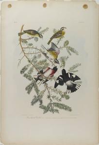 John James Audubon - Rose-breasted Grosbeak