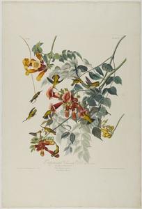 John James Audubon - Ruby Throated Humming Bird