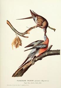 John James Audubon - The Passenger Pigeon