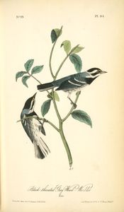 John James Audubon - Black-throated Grey Wood-Warbler. Males.