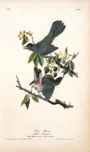 John James Audubon - Cat-Bird. 1. Male. 2. Female. (Plant Black-berry, Rubus villosus.)