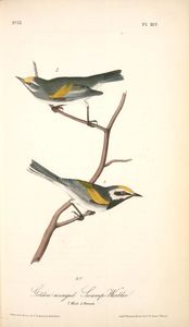 John James Audubon - Golden-winged Swamp-Warbler. 1. Male. 2. Female
