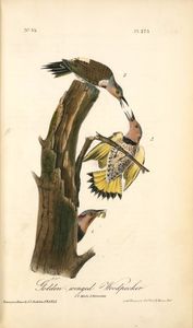 John James Audubon - Golden-winged Woodpecker. 1. Male. 2. Females