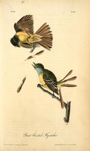 John James Audubon - Great Crested Flycatcher