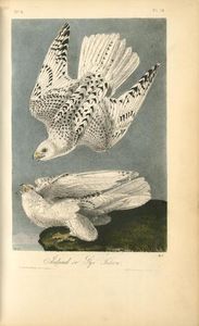 John James Audubon - Iceland or Gyr Falcon