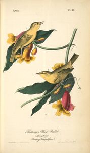 John James Audubon - Rathbone-s Wood-Warbler. 1. Male. 2.Female
