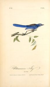 John James Audubon - Ultramarine Jay. Adult Male