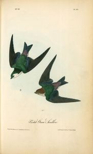 John James Audubon - Violet-Green Swallow