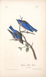 John James Audubon - Western Blue Bird. 1. Male. 2. Female.
